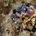 crab_decorator_nus_h_0705_png1795.jpg